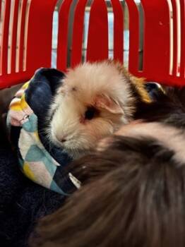 Rescue Guinea Pig Guinea Pigs for Adoption in West Chester, Pennsylvania - Rosie | PetCurious